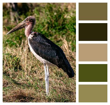 Marabou Stork Maasai Mara Great Rift Valley Image